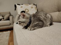 19 Mart doğumlu British shorthair