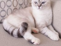Scottish Fold Dişi
