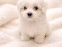 Erkek ve dişi maltipoo ve maltese sıfır boy bebekler