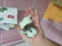 Ginepig yavrular