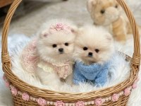 Oyuncak gibi mini boy erkek ve dişi pomeranian yavrular