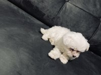 2 aylık maltese terrier