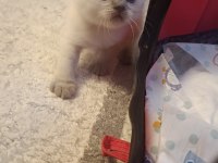 British shorthair blue point yavrumuz
