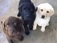 Labrador Retriever Yavruları Sağlık Ve Irk Garantili 