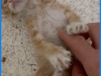 Bebiş Kedilere Acil Yuva Aranıyor