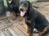 A CLAS FCI KIF ŞECERE SON DOBERMAN YAVRULAR