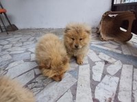 cin aslanı için ulaşınız