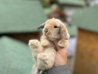 Her İle Gönderim! - Hollanda Lop Tavşanı Çiftliği