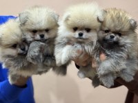 Petmode köpek çiftliğinden teddy pomeranin boo