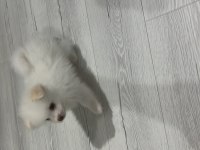 Pomeranian boo köpeğimiz