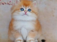 Oyuncak Bebek Golden British Longhair 