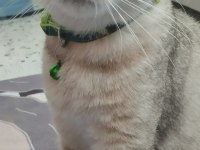 Evcil British Shorthair Dişi