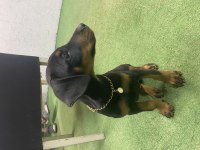 3 AYLIK DOBERMAN EĞİTİMLİ KARNELİ