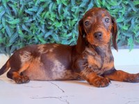 Çikolata merle rengi ile en güzel dachshund