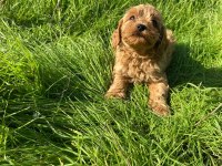 2 Aylık Cockapoo