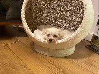 Maltese Kore Teacup 2 kg geçmez