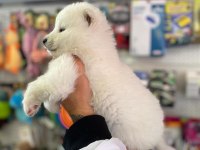 SAFKAN SAMOYED YAVRULARI