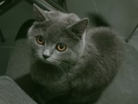 British shorthair maya kızımız yeni yuvasını arıyor