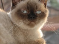 Dişi British Shorthair