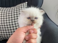 Biritish Longhair Erkek Yavru