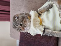Scottish fold erkek kedi tüm eşyaları ile birlikte