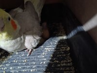 Yavrulu yumurtalı güzel grey sultan papağanı takım
