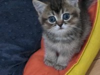 GÜZELLER GÜZELİ BRİTİSH SHORTHAİR BEBEKLER