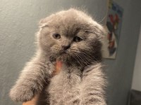 Show Kalite Scottish Fold Bebeklerimiz Ailelerini Bekliyor