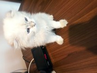 Beyaz prens scottish fold yuva arıyor