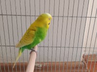 Show Jumbo ve Jumbo yerli muhabbet kuşu
