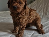 Aşılı Mikroçipli Toypoodle Yavrularımız 
