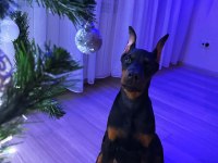 Ruhsatlı köpek çiftliğinden doberman yavrular