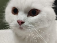 Ücretsiz yuva arıyoruz kedimize Luna