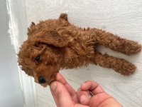 Anne altından toy poodle yavrumuz