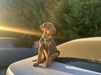 50 Günlük Kızıl Erkek Doberman scrli