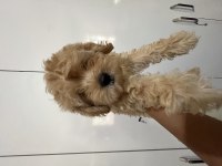 Maltipoo Dişi Erkek Bebekler