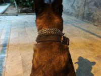 Malinois Belçika Kurdu