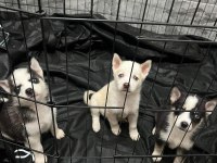 Husky yavrularımız yeni ailesini bekliyor