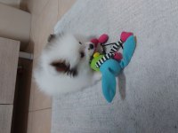 2 aylık erkek pomeranian boo
