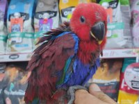 El Besleme Eclectus Bordo-Mavi