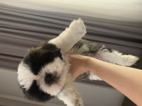 Shih tzu yavrular