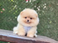 Pomeranian boo köpekler