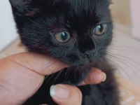British shorthair silver chocolate