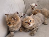Scottish fold ve british shorthair yavrular
