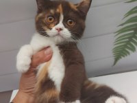 DİŞİ CHOCOLATE CALICO BRITISH SHORTHAIR