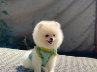 Pomeranian boo safkan ayı surat bebeklerim