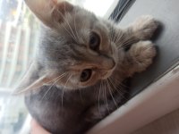 1 aylık cins kedi