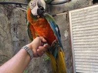 KONUŞAN HİBRİT RUBYGOLD MACAW