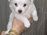Anne pomeranian baba sıfır numara terrier üç yavrumuz