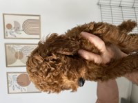 3 aylık erkek Toypoodle yavrumuz 